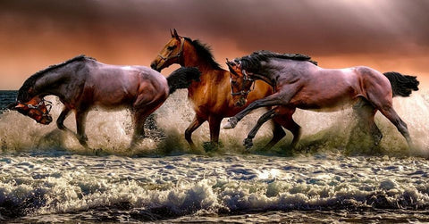 Dieren Manchetknopen